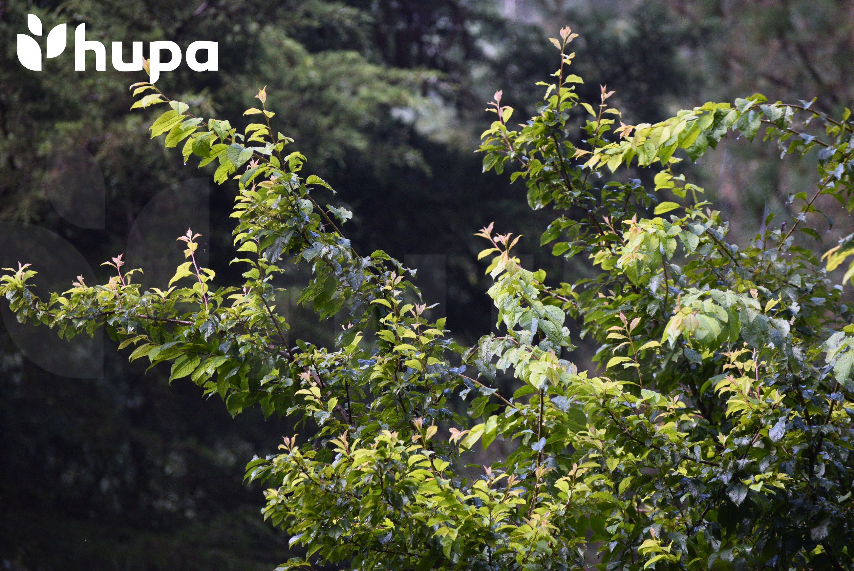 Caminata Inaugural HUPA