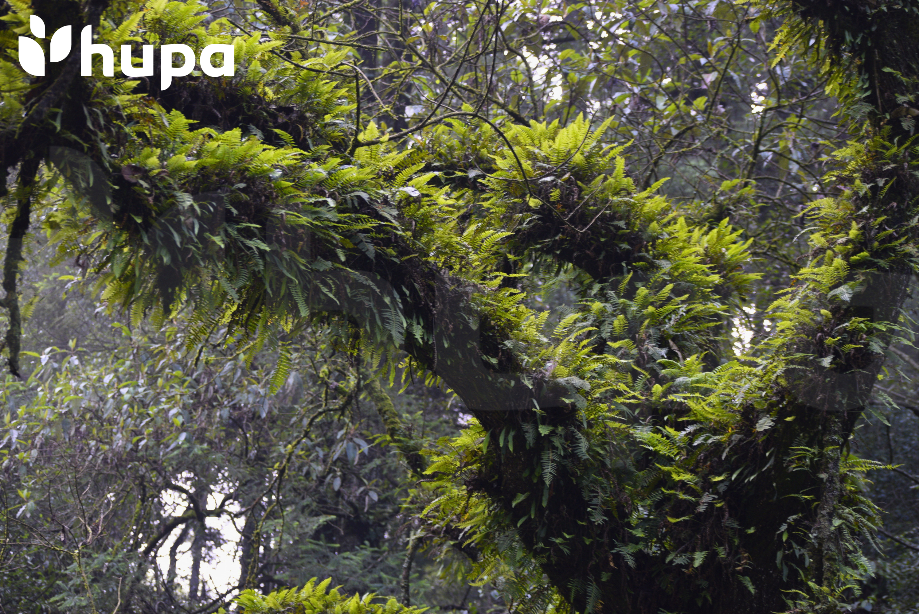 Caminata Inaugural HUPA